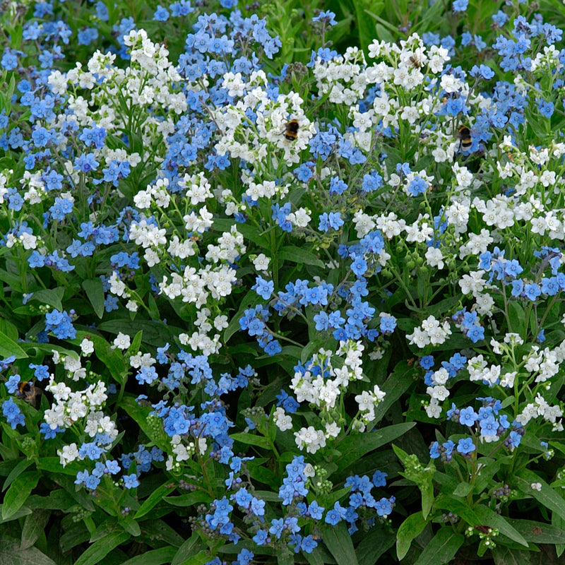 Chinese Forget Me Not Chill Out Cynoglossum Zeylanicum Chinese forget me not chill out cynoglossum zeylanicum