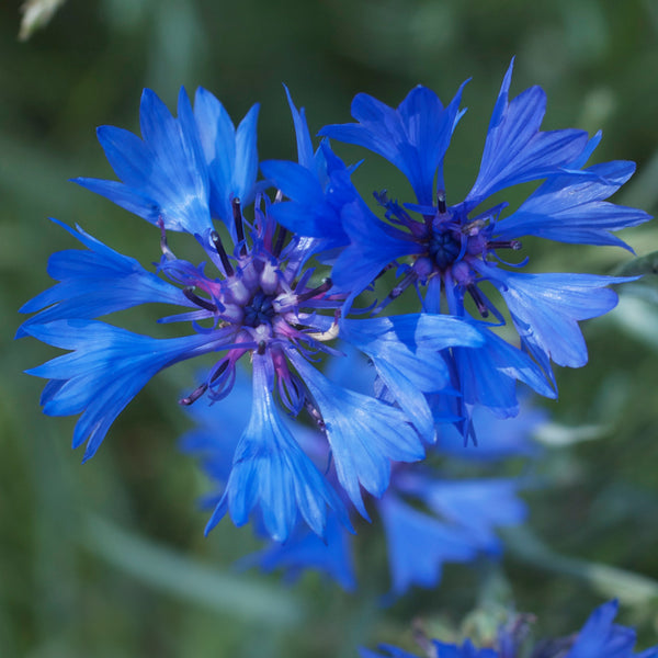 the emperor and the flower seeds Cornflower 'Emperor William'