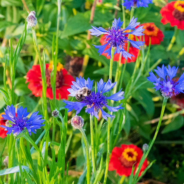 Cornflower 'Emperor William'