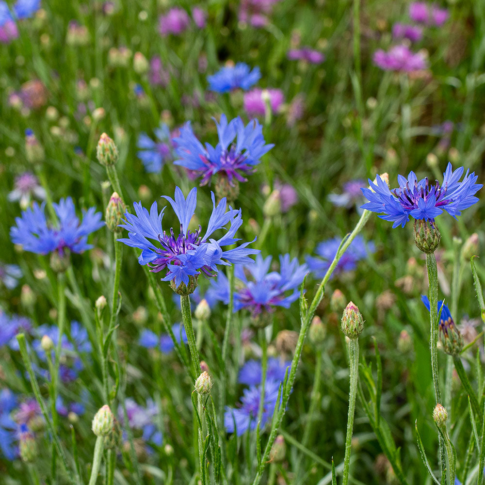 Cornflower 'Emperor William'