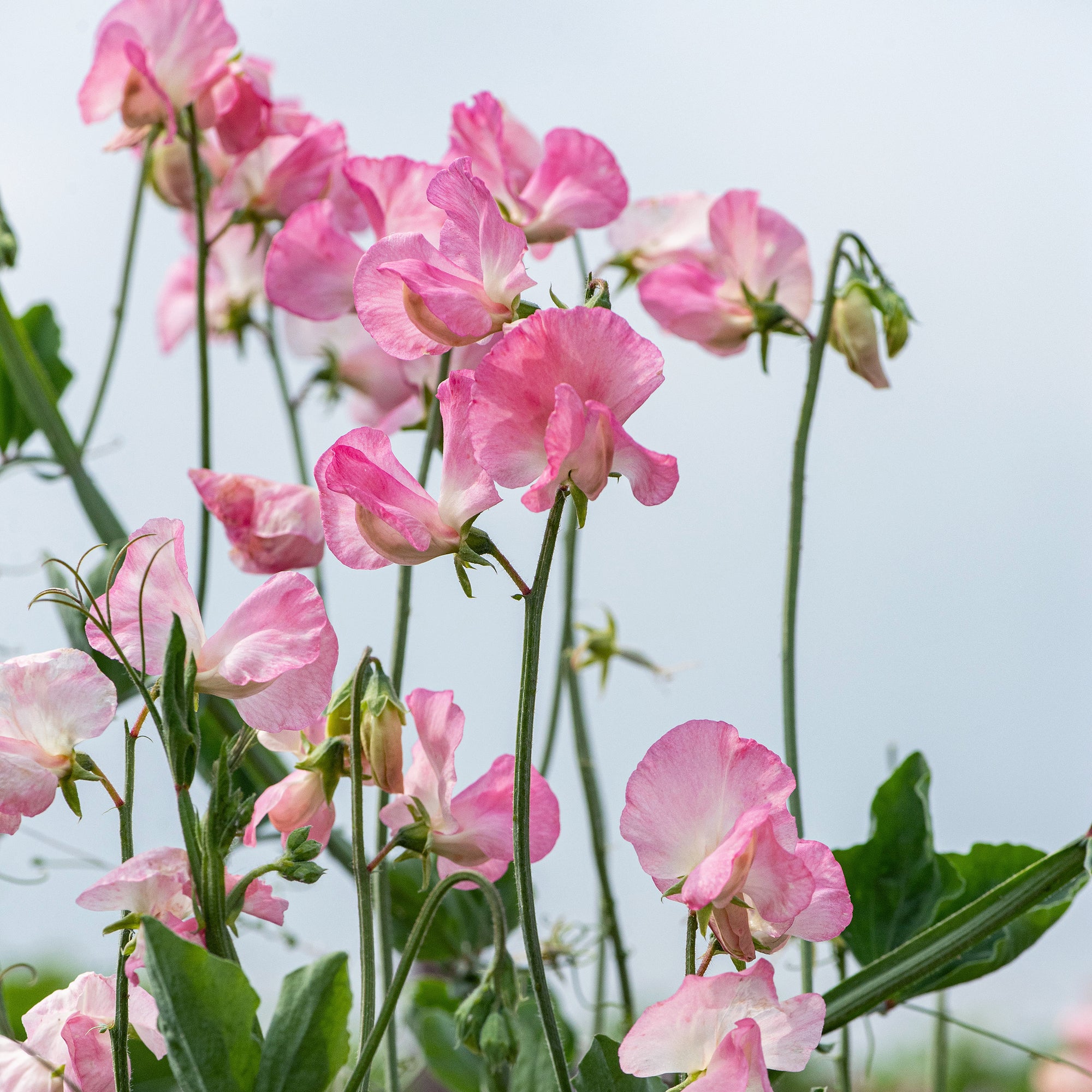 Sweet Pea 'Nellie Viner'