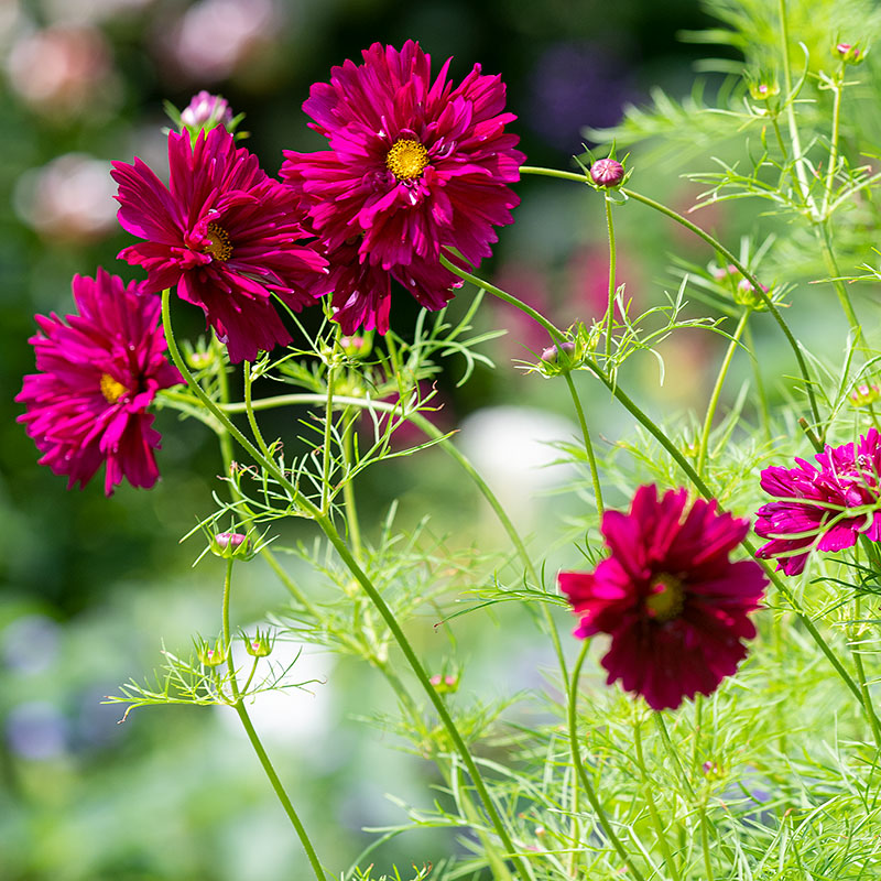 Cosmos 'Cranberries'