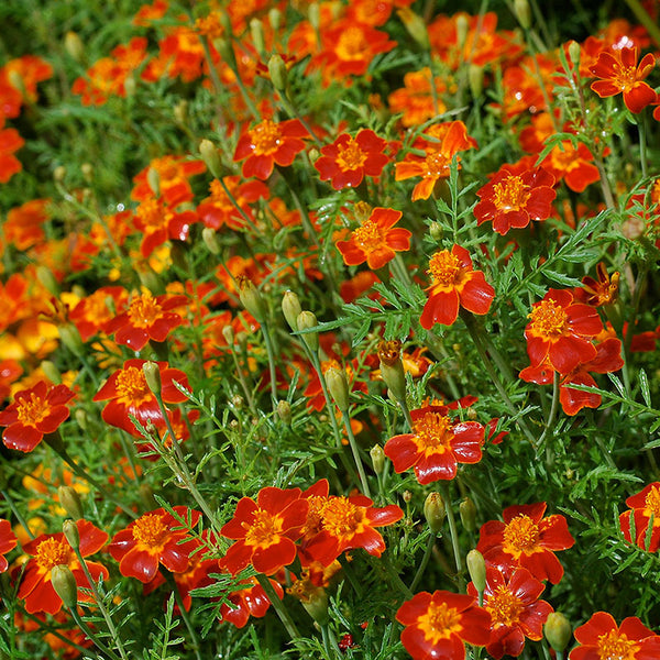 Signet Marigold 'Paprika' seeds