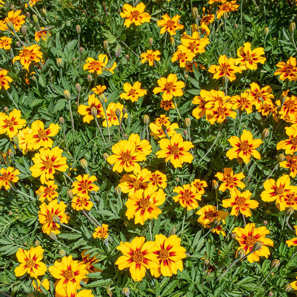 Marigold 'Naughty Marietta' seeds - Tagetes patula