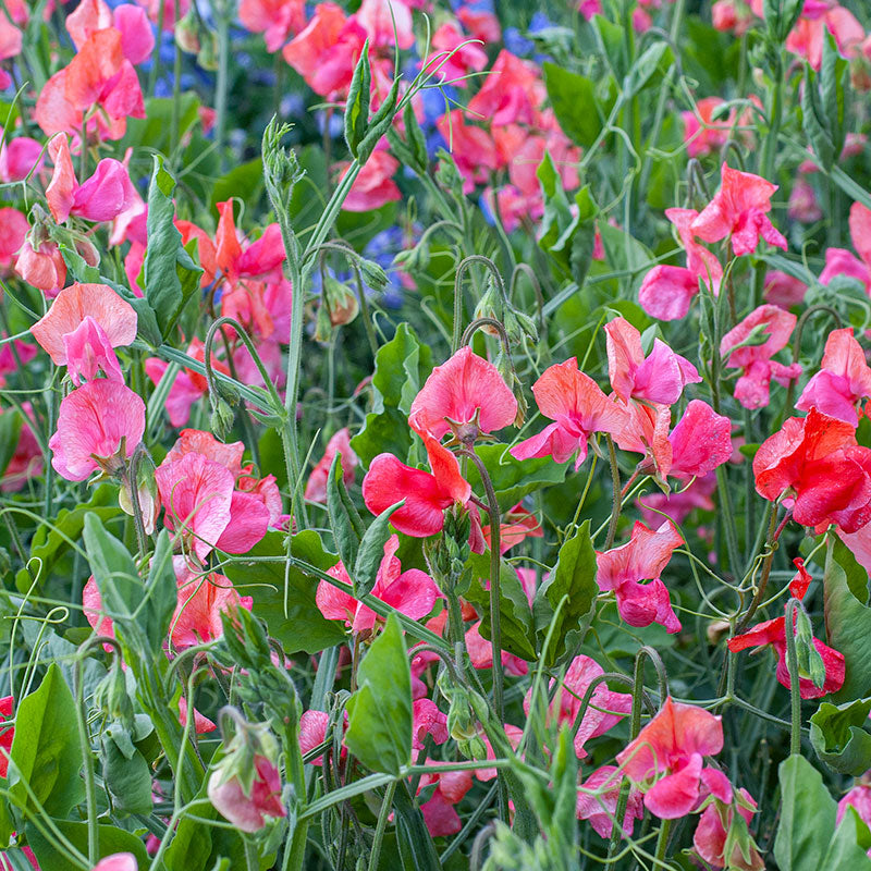 Sweet Pea - Spencer 'Prince of Orange'