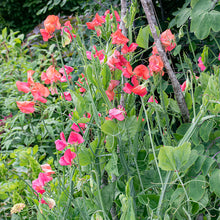 Sweet Pea - Spencer 'Prince of Orange'