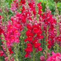 
    



Snapdragon 'Ruby'
