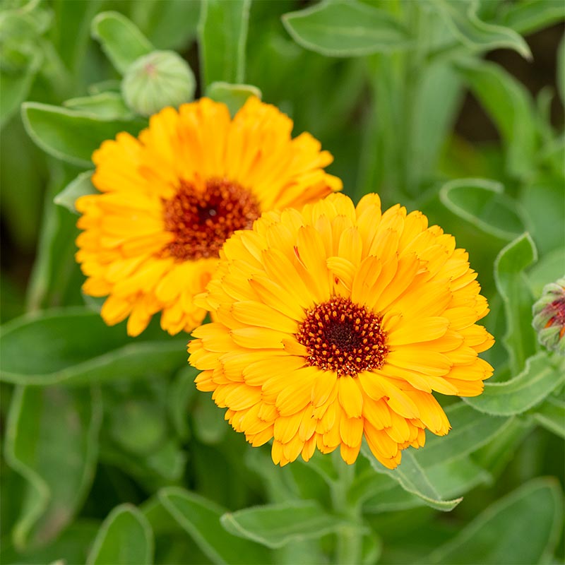 calendula potted plant Calendula 'Neon' seeds