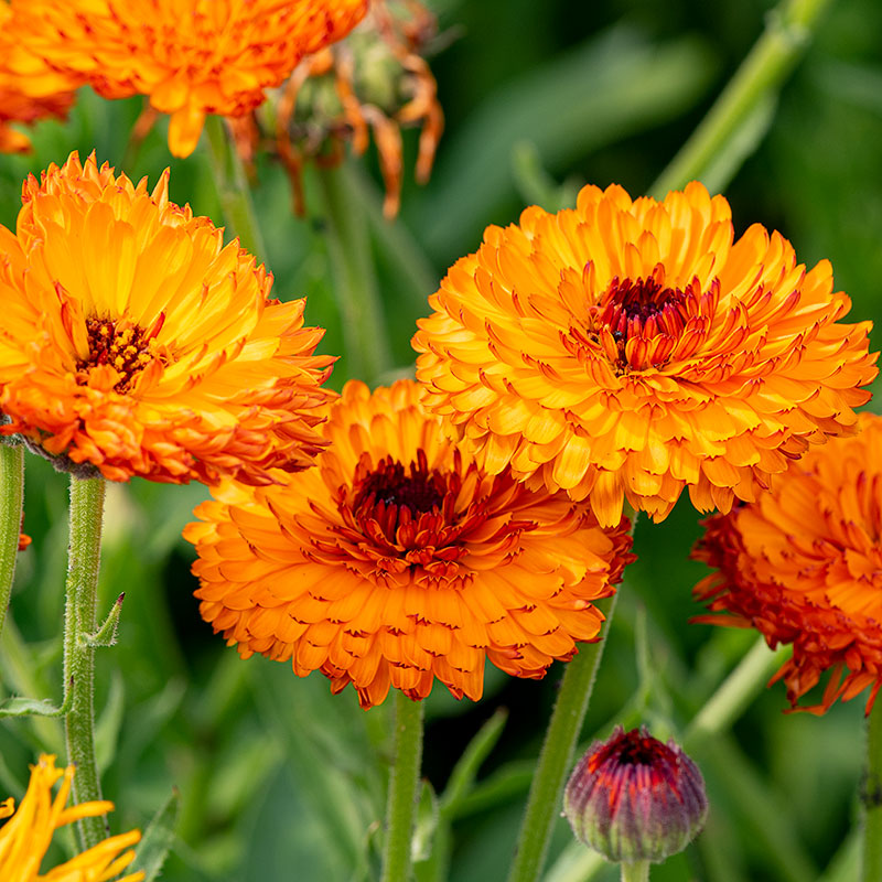 calendula potted plant Calendula 'Neon' seeds
