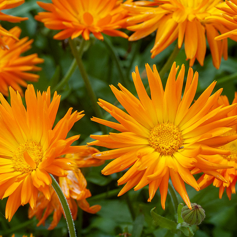 Dried Edible Flowers - Calendula Flowers, Ivory