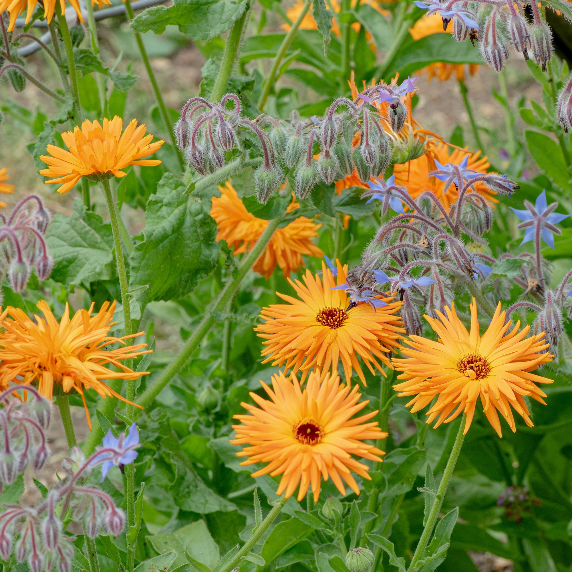 Calendula 'Radio'