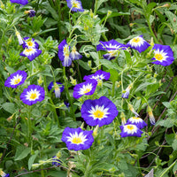 
    



Dwarf Morning Glory 'Royal Ensign'
