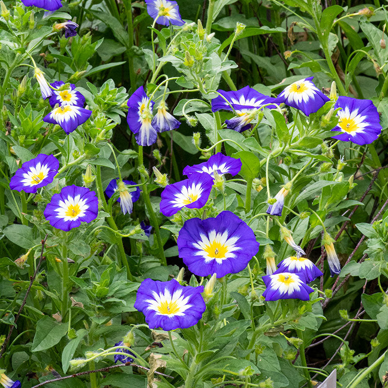 
  



Dwarf Morning Glory 'Royal Ensign'
