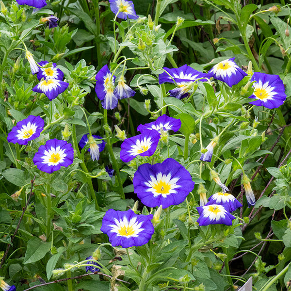 dwarf morning glory seeds Dwarf Morning Glory 'Royal Ensign'
