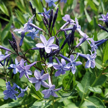 Amsonia 'Blue Ice' - S1