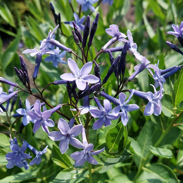 blue ice succulent Amsonia tabernaemontana 'Blue Ice' plants