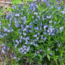 Amsonia 'Blue Ice' - S1