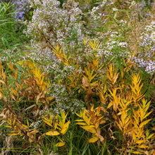 Amsonia 'Blue Ice' - S1