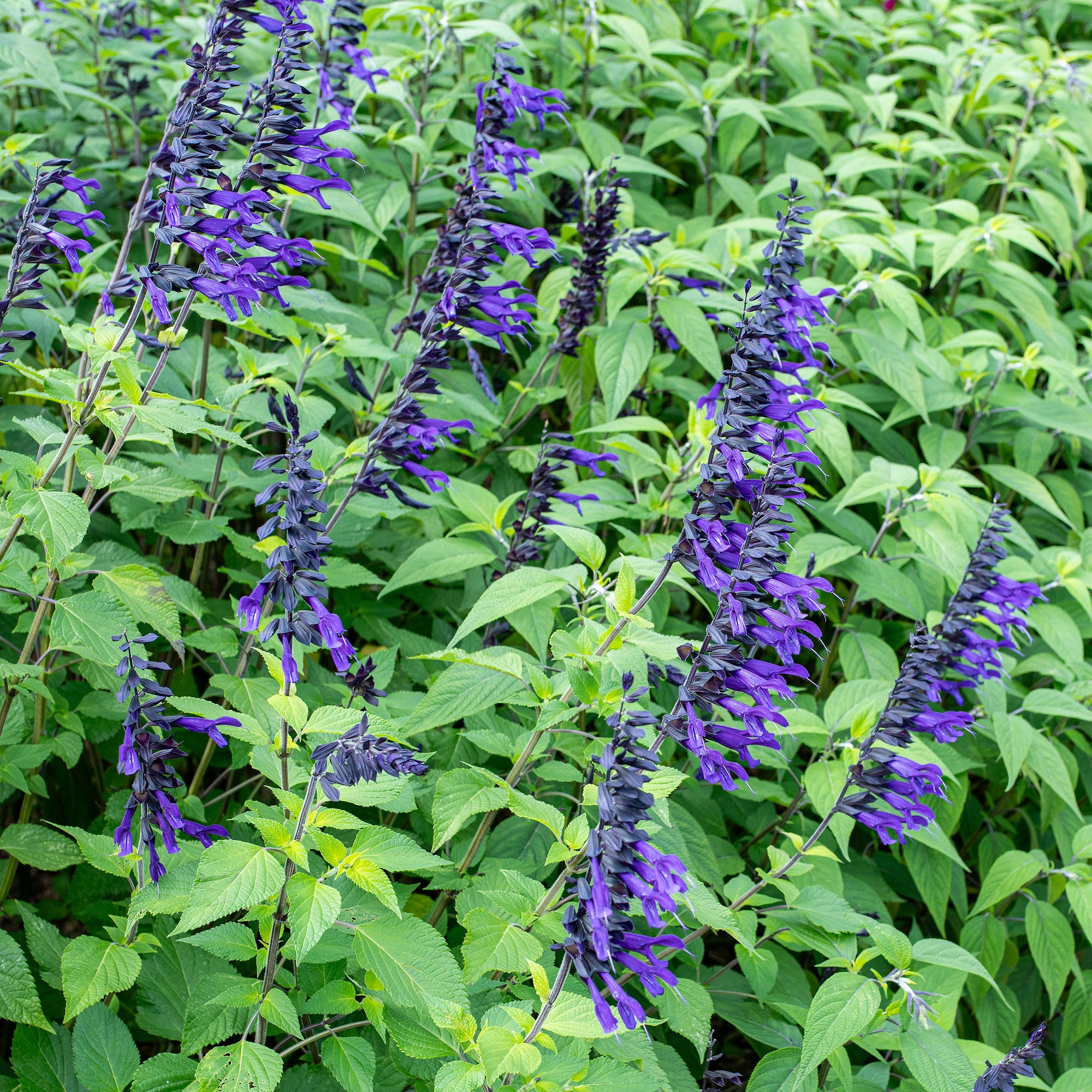 Salvia 'Amistad' - S1