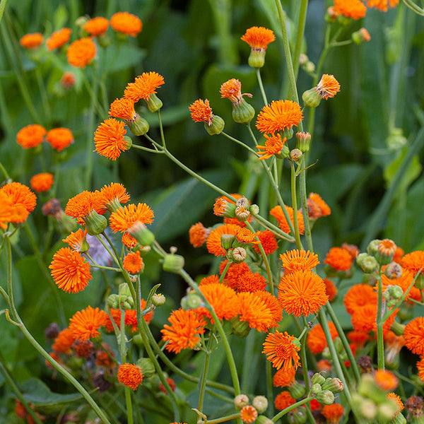emilia plant Tassel Flower 'Irish Poet' seeds