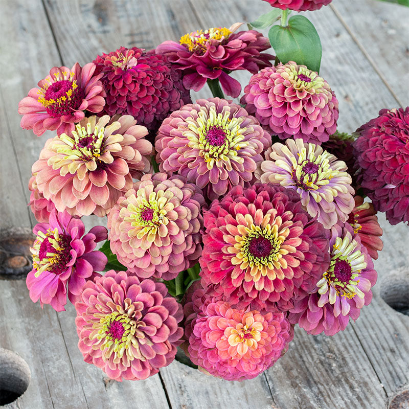 Zinnia 'Queeny Red Lime' plants