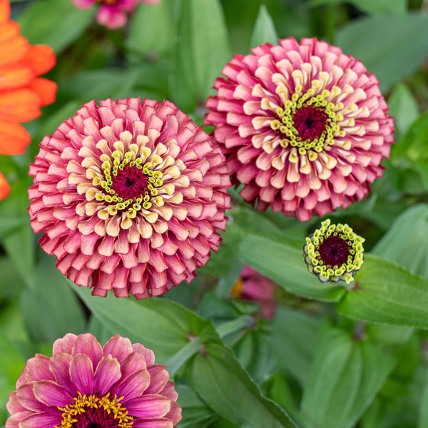 Zinnia 'Queeny Red Lime'