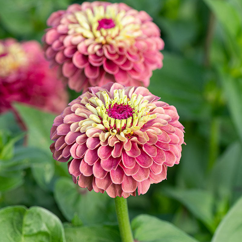 Zinnia 'Queeny Red Lime' plants