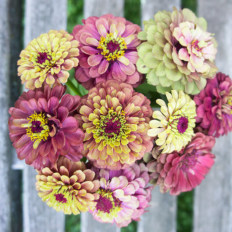 Zinnia 'Queeny Red Lime' plants