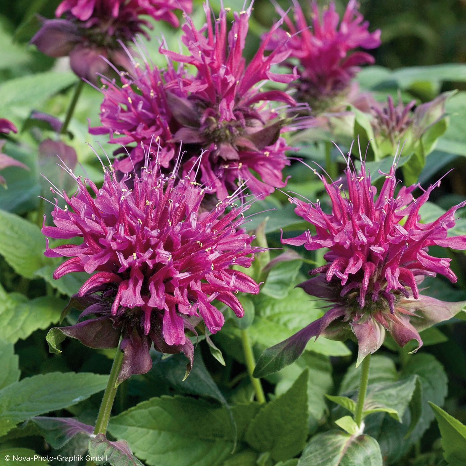bee palm plant Bee Balm 'Grand Marshall' plants