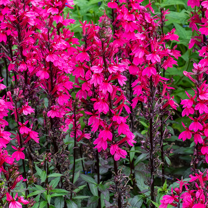 Lobelia 'Starship Rose' Lobelia 'Starship Rose'