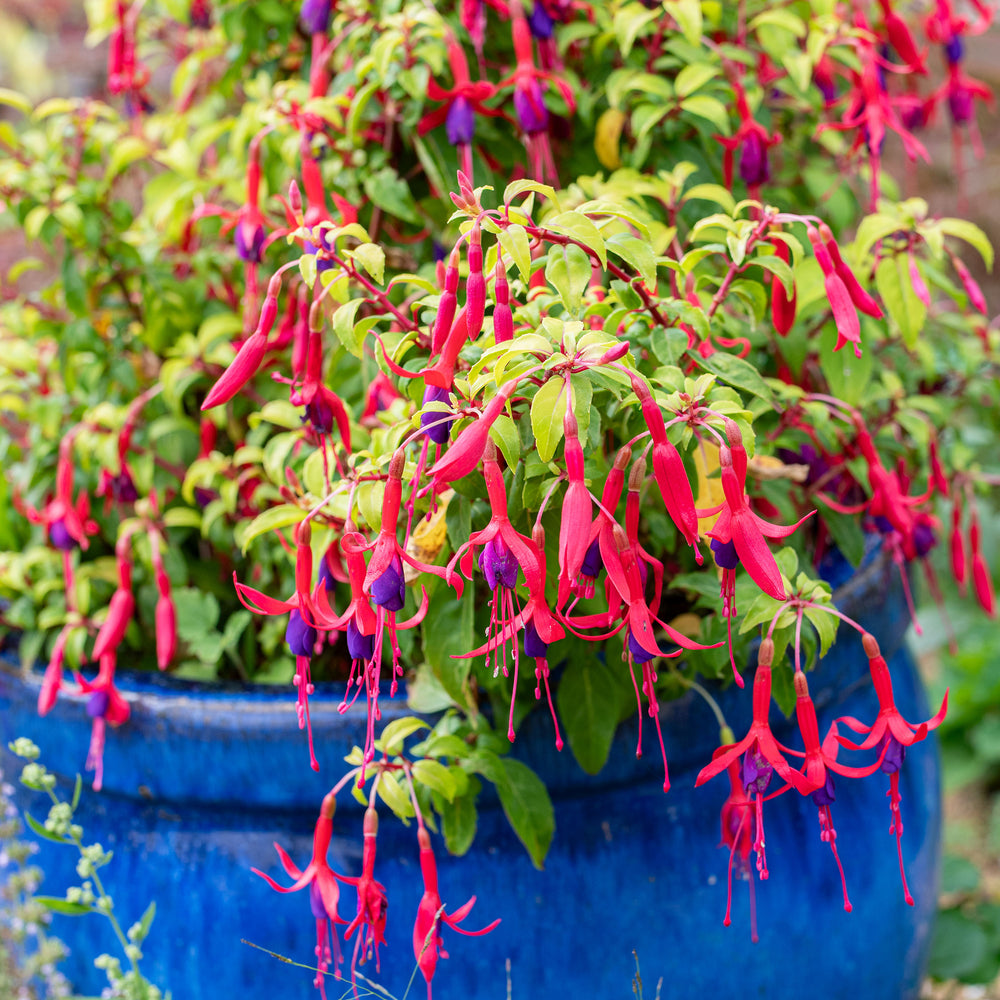 fuchsia house plant Fuchsia 'Genii' plants