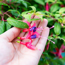 Fuchsia 'Genii' - S1