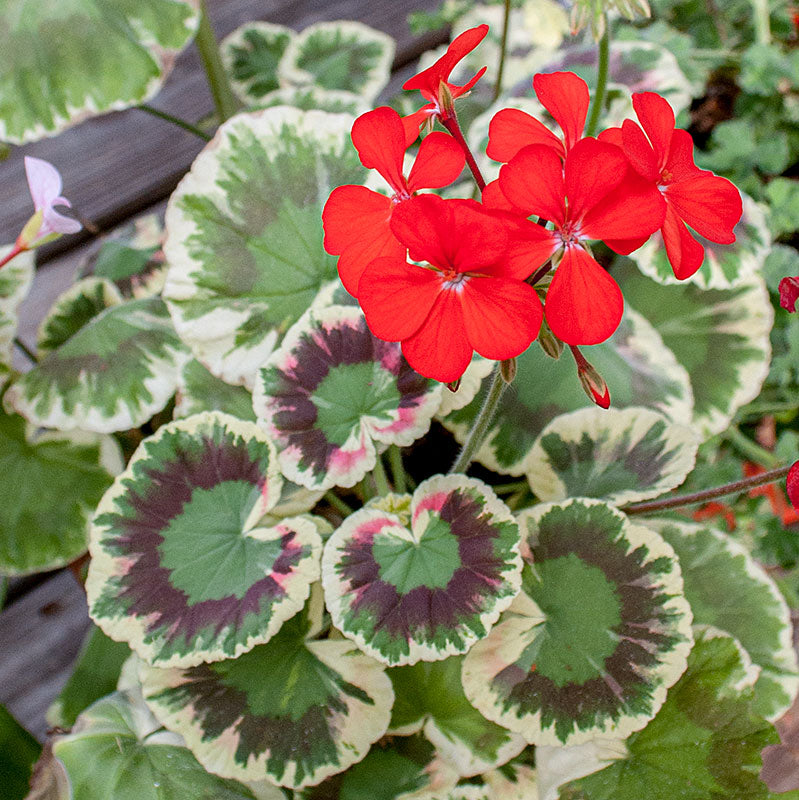 variegated geranium seeds Geranium 'Dolly Varden' plants