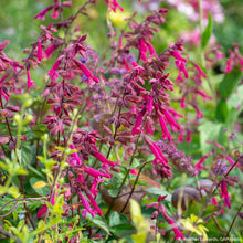 Salvia 'Wendy's Wish' - S1