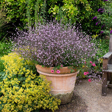 Verbena 'Bampton'