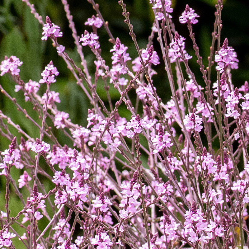 Verbena 'Bampton'