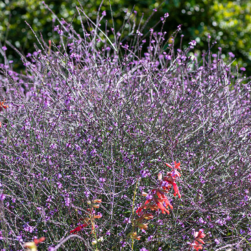 Verbena 'Bampton' seeds - Verbena officinalis var. grandiflora