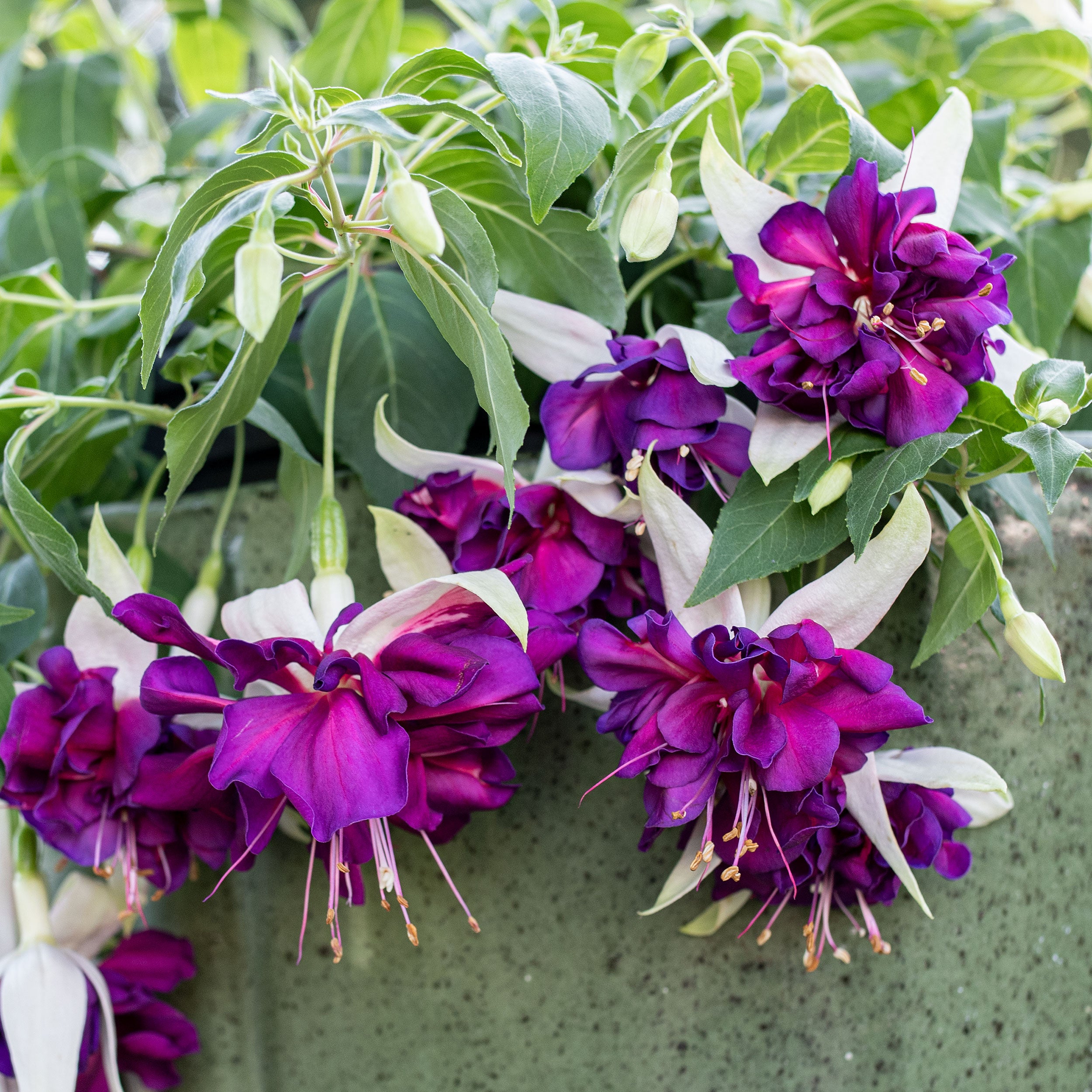 fuchsia succulent Fuchsia 'Giant Deep Purple' plants