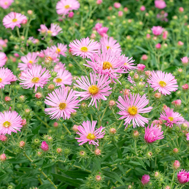 
  



Aster 'Honeysong Pink' 
