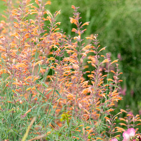 planting agastache seeds Agastache 'Apache Sunset'