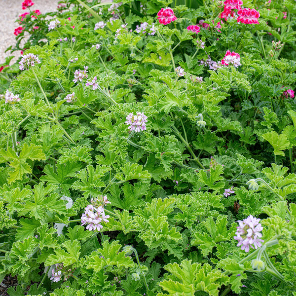 Geranium 'Attar of Roses' - S1