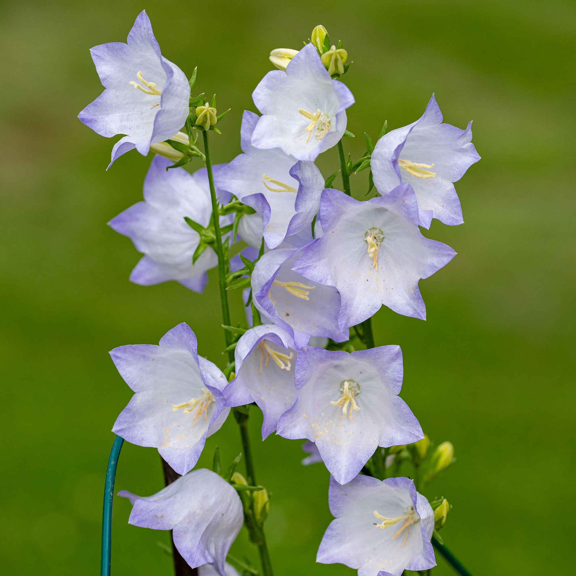 Bellflower 'Chettle Charm' - S1