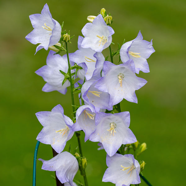 Bellflower 'Chettle Charm' plants