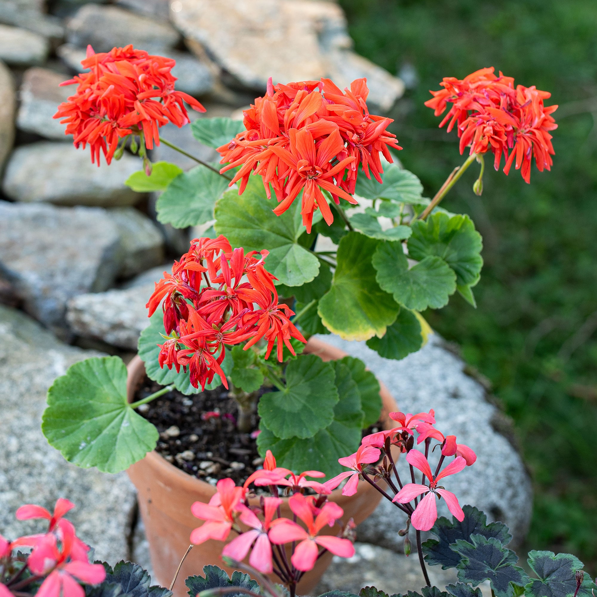geranium pot plant Geranium 'Tangerine' plants
