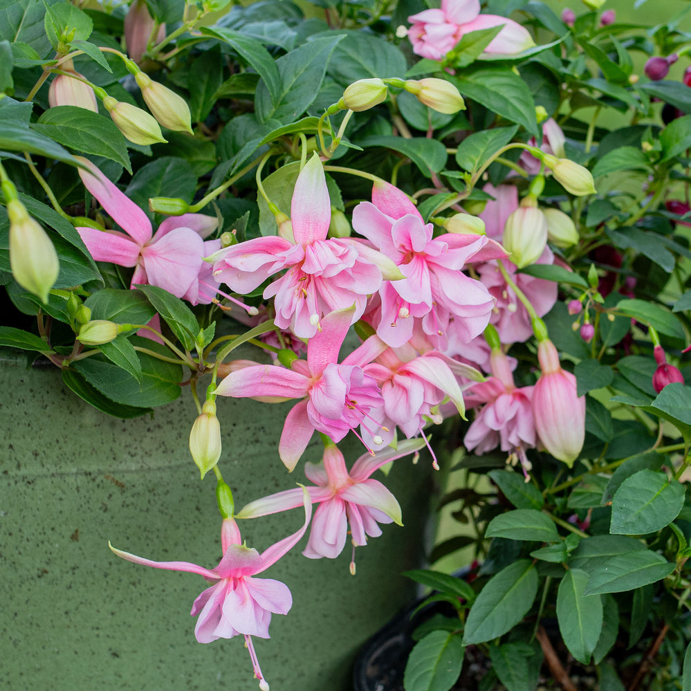 Fuchsia 'Pink Galore' - S1
