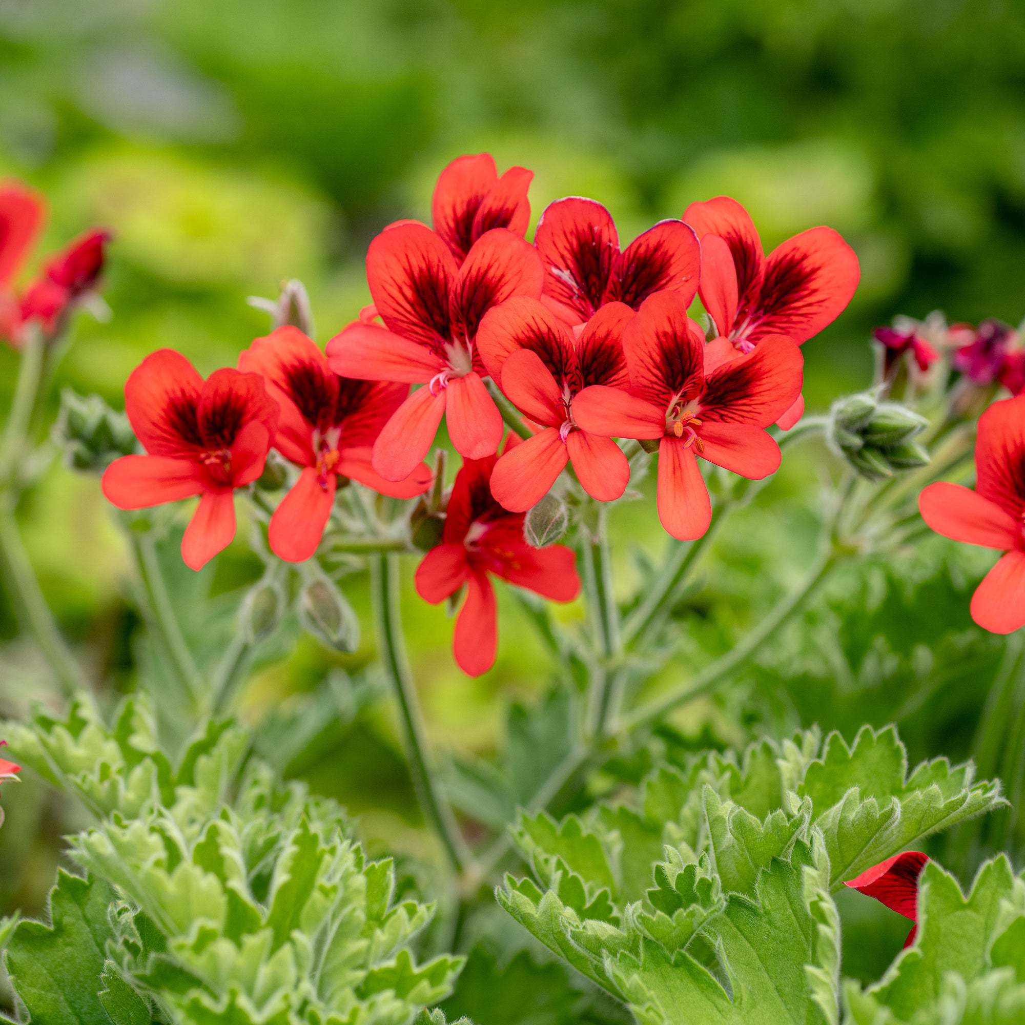 Geranium 'Old Scarlet Unique' plants - Pelargonium fulgidum