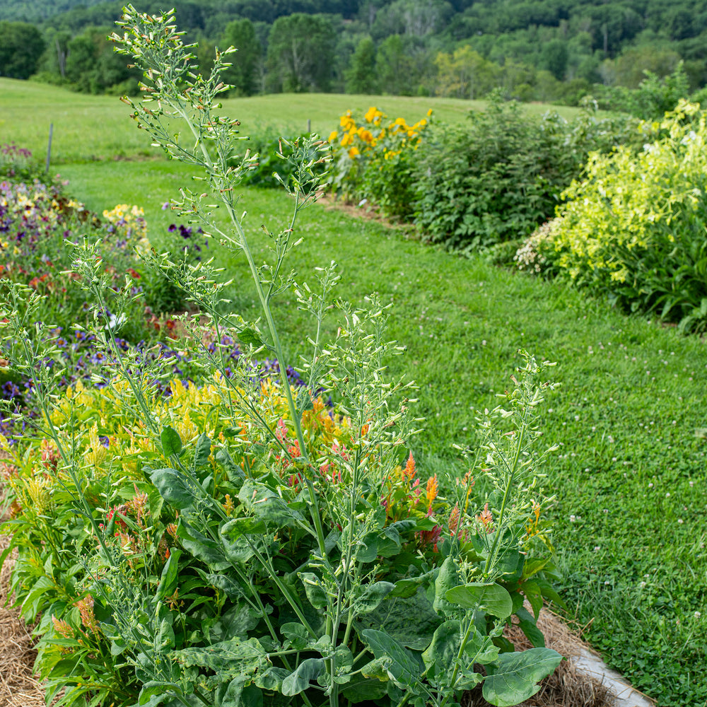 tobacco plant with yellow flowers Hopi Nicotiana Rustica (Yellow Flowering Tobacco) Starfish Honey Wild Nicotiana