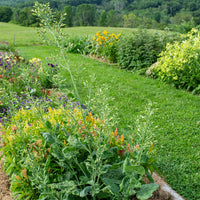 
    



Tobacco - Paniculata
