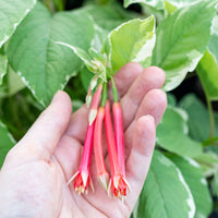 
    



Fuchsia 'Variegata' 
