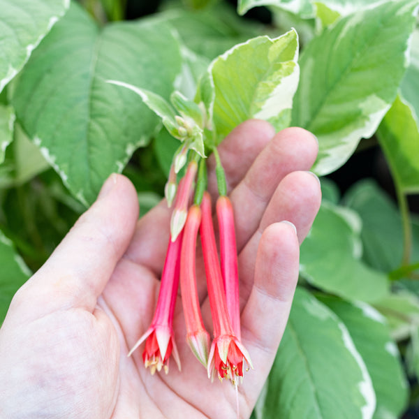 
    



Fuchsia 'Variegata' 
